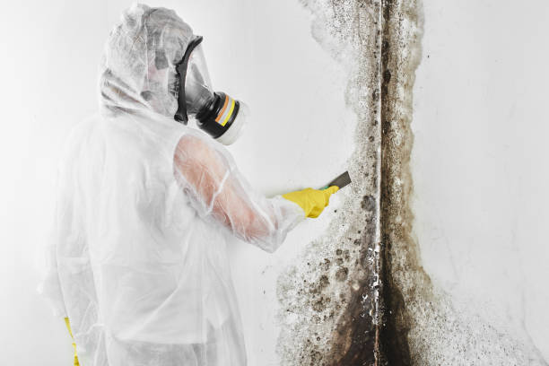 Best Home Mold Removal  in Monroe, WI