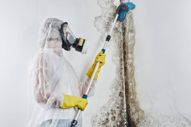 Best Office Mold Removal Services  in Monroe, WI