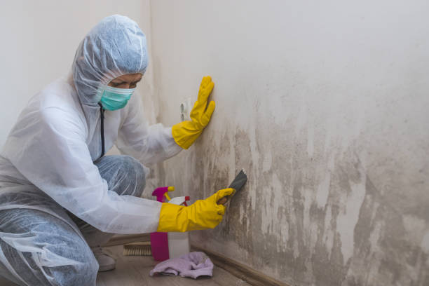 Best Professional Mold Removal  in Monroe, WI