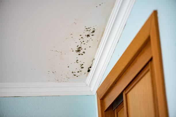 Mold Testing and Removal in Monroe, WI