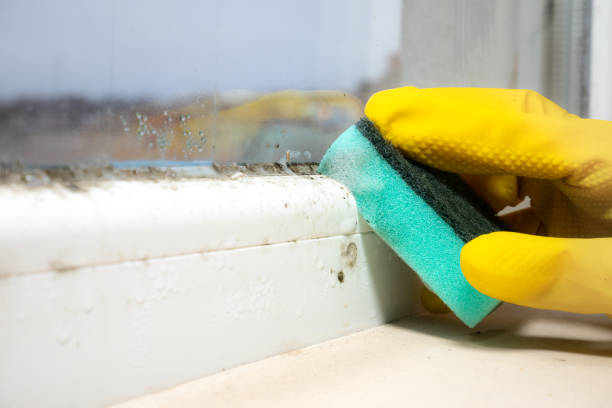 Best Professional Mold Removal  in Monroe, WI