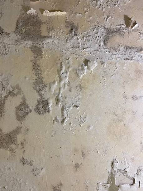 Best Certified Mold Removal  in Monroe, WI