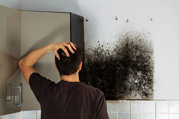 Best Mold Remediation  in Monroe, WI